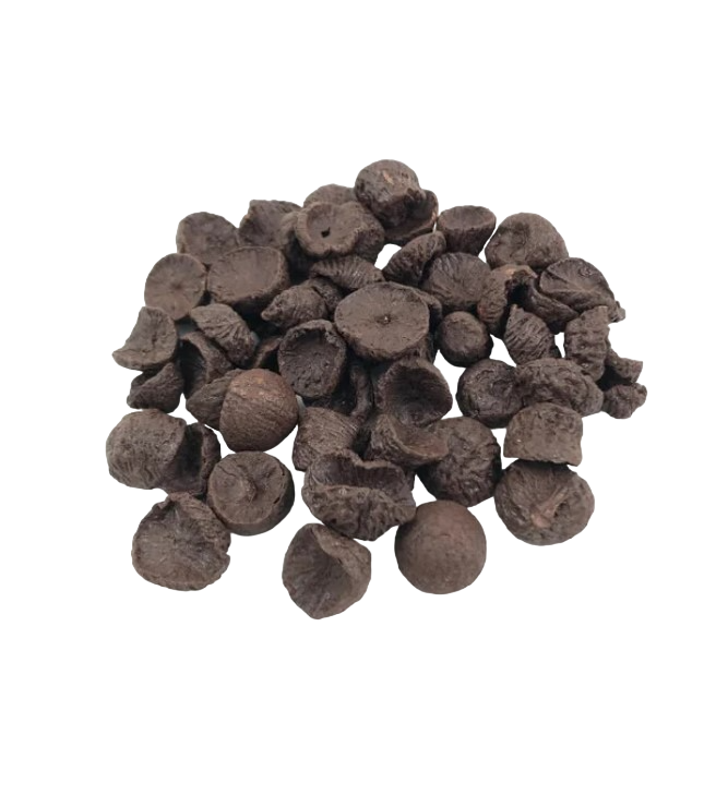 Natural Betel Nuts - 5 Pieces
