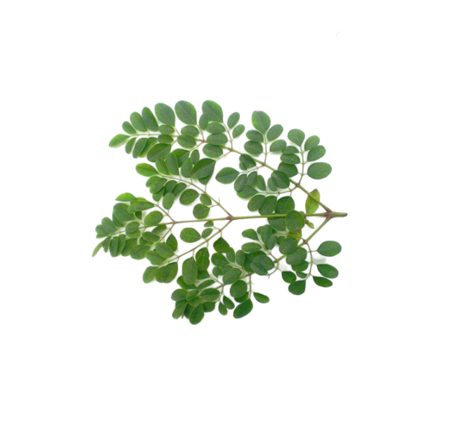 Fresh Moringa Leaves (Drumstick Leaves) (Subscription)- 1pc