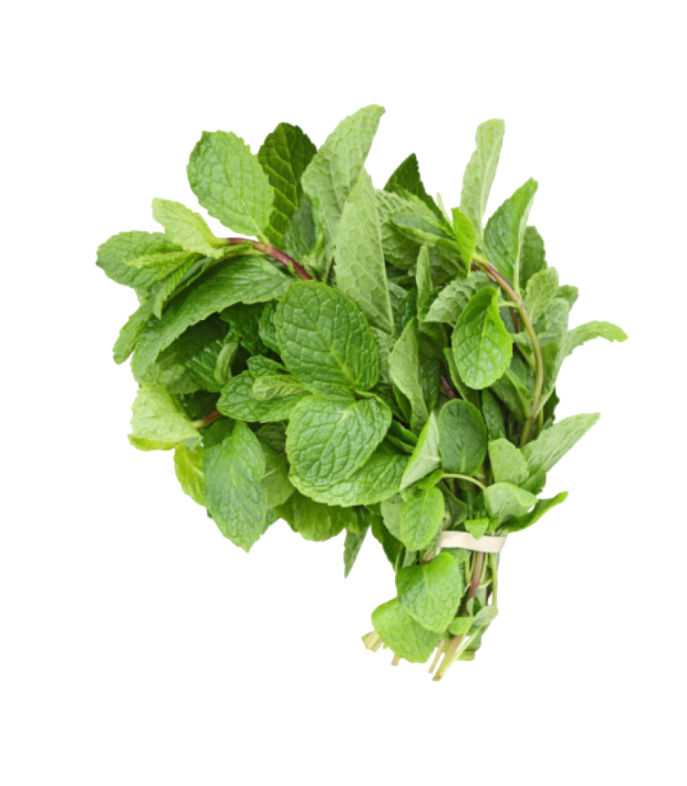 Fresh Mint (Subscription)- 1pc