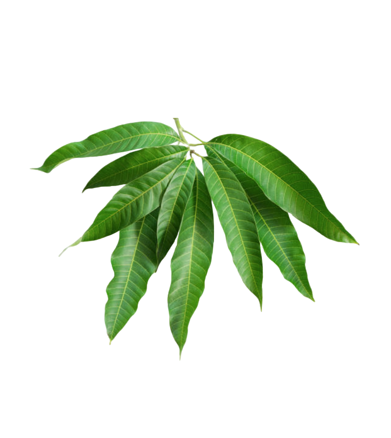 Fresh Mango Leaves - 25g / 10 Leaves