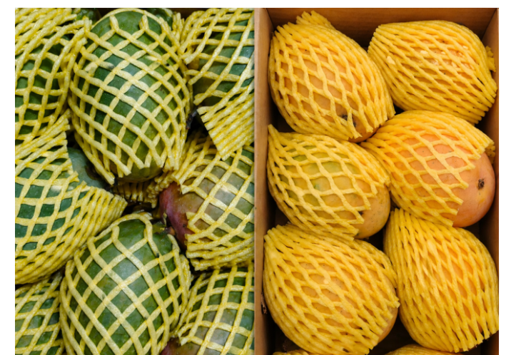 Fresh - Alphanso Mangoes(Box) + Kesar Mango (Box) - 1.3kg - 1.5kg