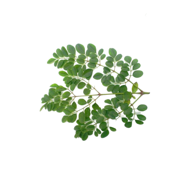 Fresh - Morings - Leaves(Drumstick - Leaves) - 1pc