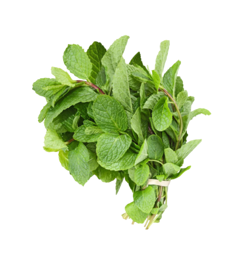 Fresh Mint - 1pc