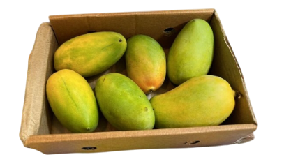 Fresh Kesar Mangoes(Box) - 1.3kg - 1.5kg
