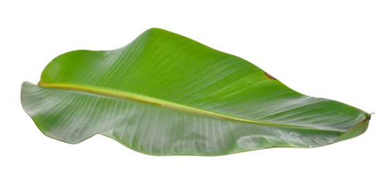 Fresh - Banana Leaves 35-45g
