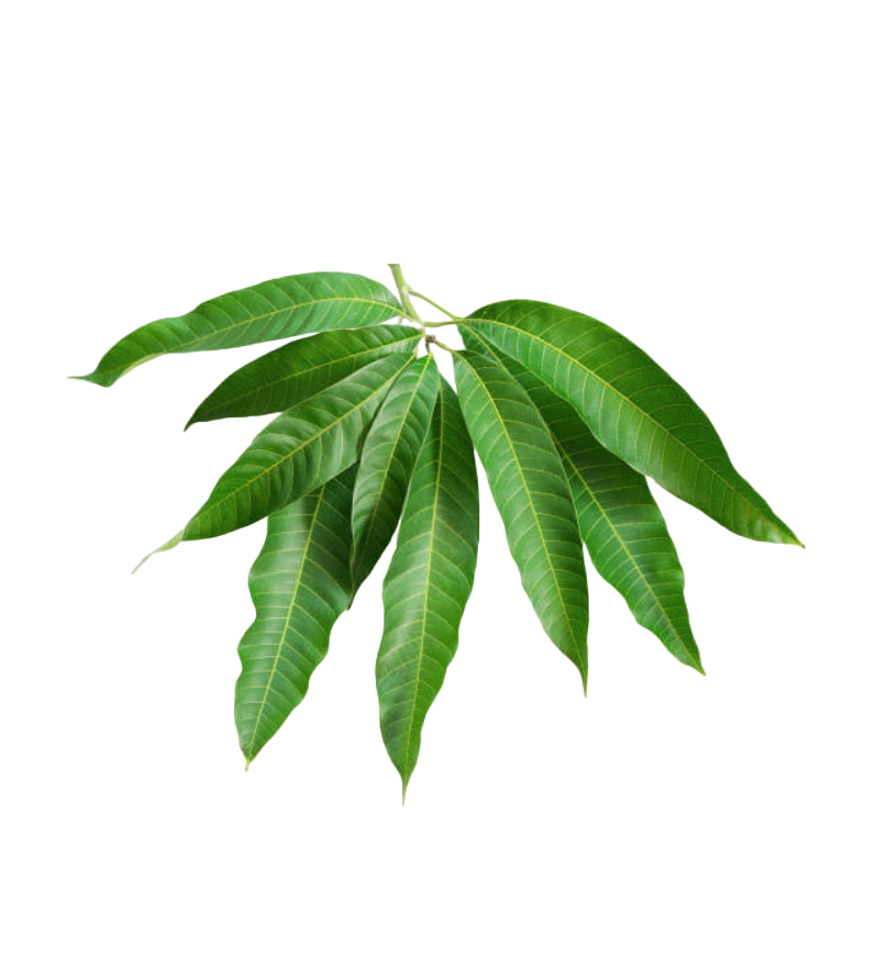 Fresh - Mango leaves - 25gm/10leaves