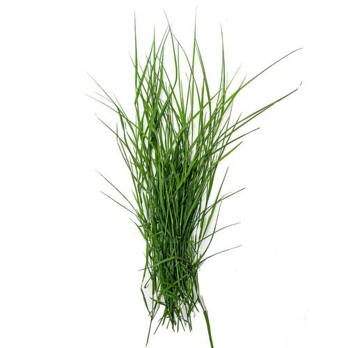 Fresh-Durva(Grass) 10g